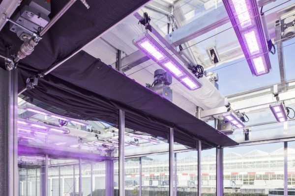 2020_05_07 IES Purple Greenhouse_U0A1476 2020_05_07 IES Purple Greenhouse_U0A1476