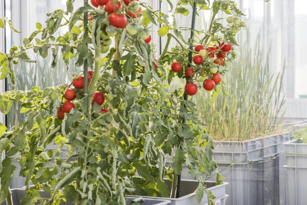 2020_09_30 IES greenhouse plants_u0a2619 2020_09_30 IES greenhouse plants_u0a2619