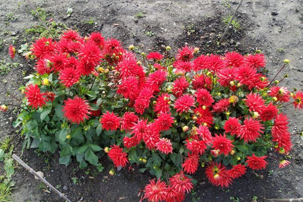 25-09-18 Plot (7) 25-09-18 Plot (7)