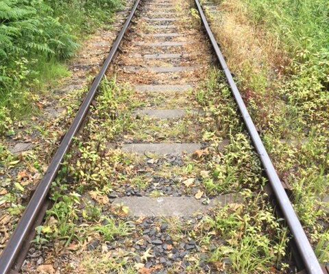 Pelargonic acid 14 days post app - Himalayan balsam Pelargonic acid 14 days post app - Himalayan balsam