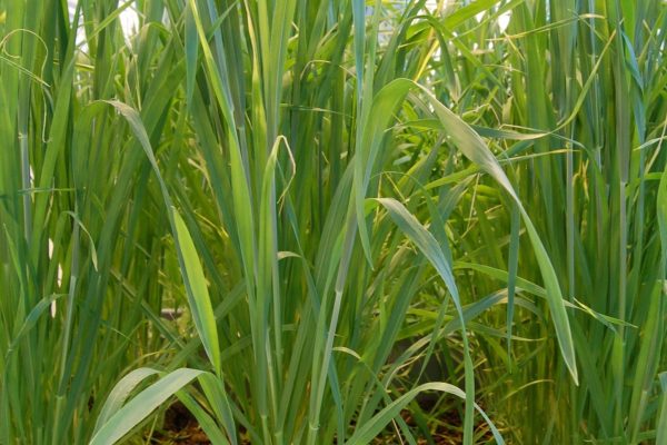 Rice Plants 4 Rice Plants 4