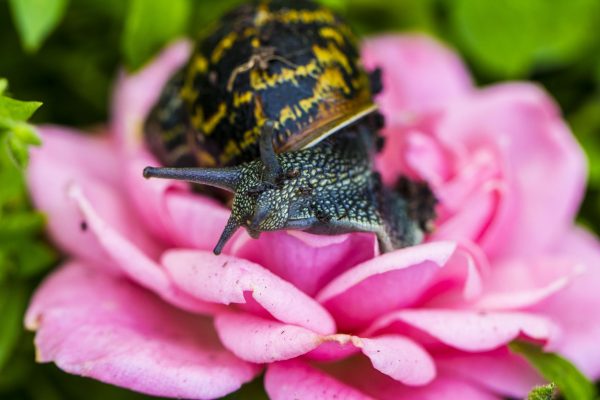 Snail, rose Snail, rose