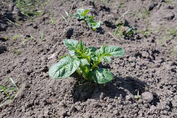 Wireworm_potato2 Wireworm_potato2